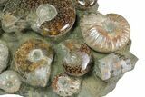 Tall, Composite Ammonite Fossil Display - Madagascar #175803-5